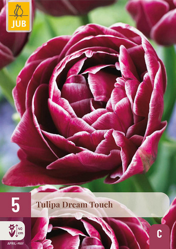 X   5 TULIPA DREAM TOUCH