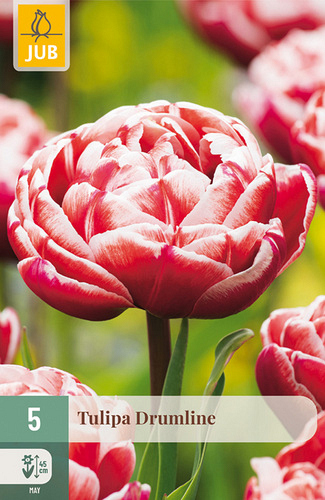 X   5 TULIPA DRUMLINE