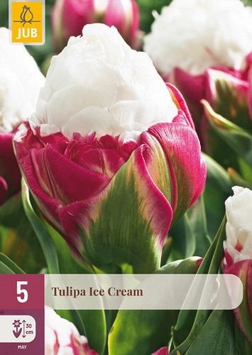 X   5 TULIPA ICE CREAM