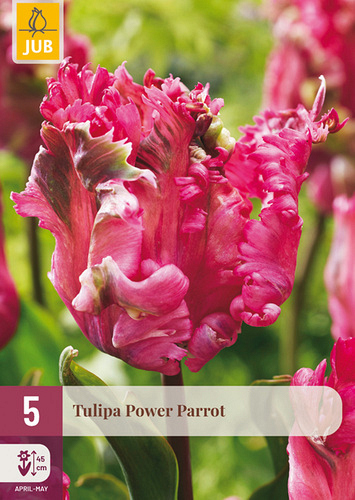 X   5 TULIPA POWER PARROT