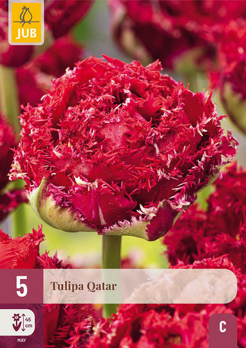 X   5 TULIPA QATAR
