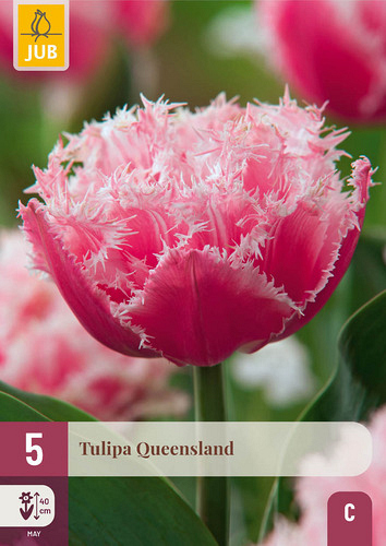 X   5 TULIPA QUEENSLAND