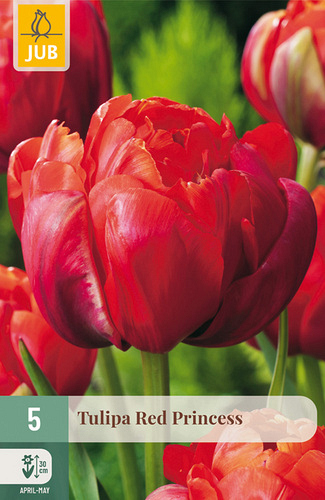 X   5 TULIPA RED PRINCESS