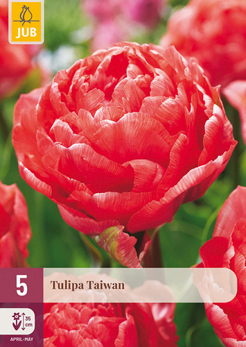 X   5 TULIPA TAIWAN