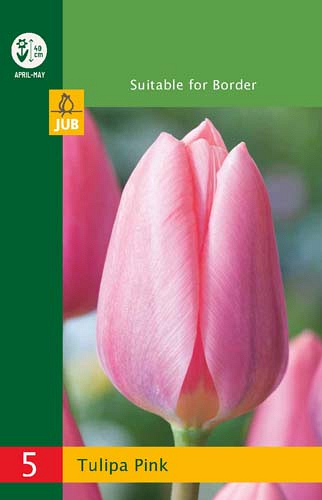 X   5 TULIPA TRIUMPH PINK