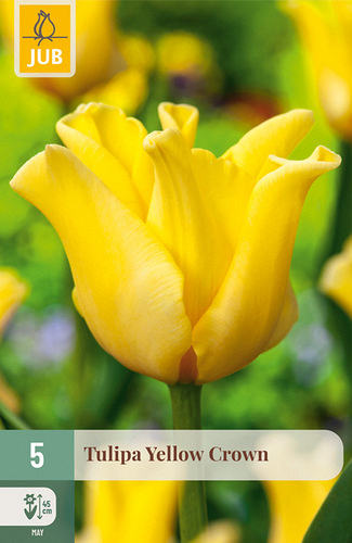X   5 TULIPA YELLOW CROWN