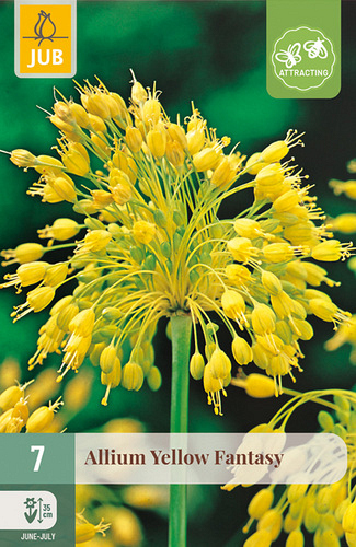 X   7 ALLIUM YELLOW FANTASY