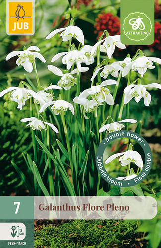 X   7 GALANTHUS FLORE PLENO