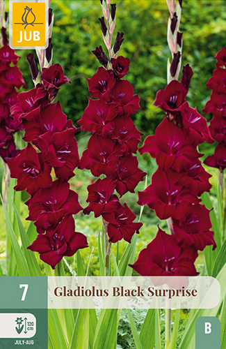 X   7 GLADIOLUS BLACK SURPRISE