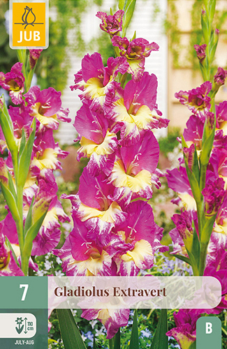 X   7 GLADIOLUS EXTRAVERT