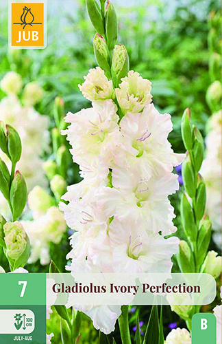 X   7 GLADIOLUS IVORY PERFECTION