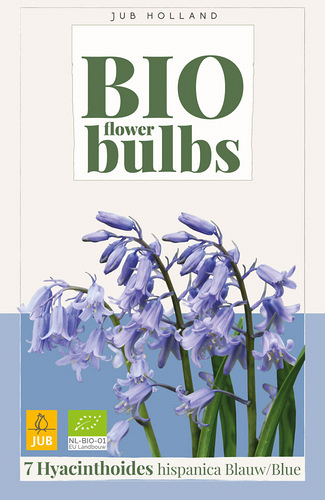 X   7 HYACINTHOIDES HISPANICA BLAUW - BIO