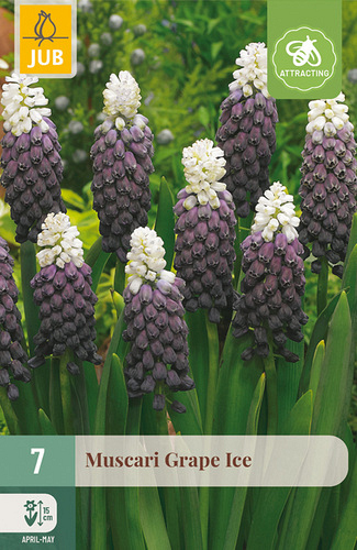 X   7 MUSCARI GRAPE ICE