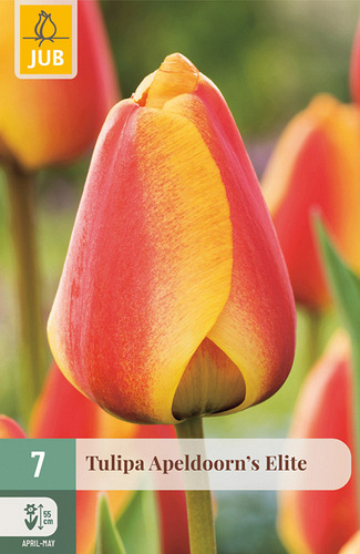 X   7 TULIPA APELDOORNS ELITE