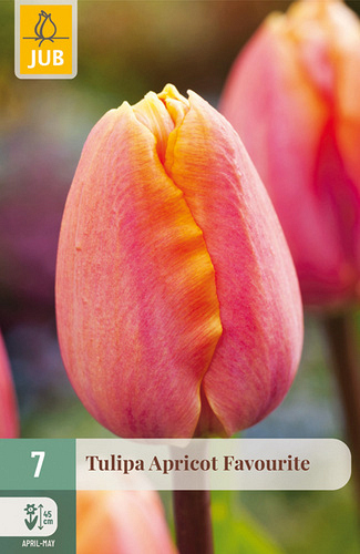 X   7 TULIPA APRICOT FAVOURITE