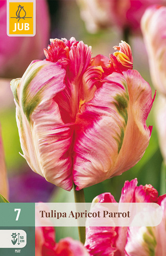 X   7 TULIPA APRICOT PARROT