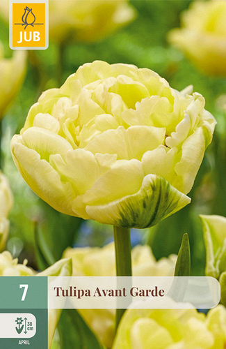 X   7 TULIPA AVANT GARDE