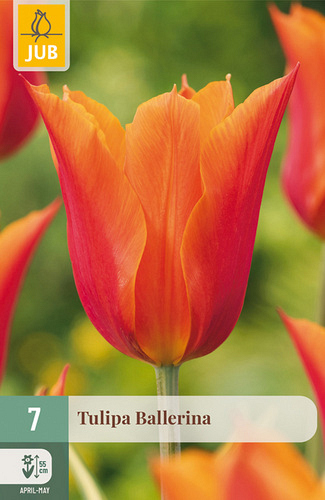 X   7 TULIPA BALLERINA