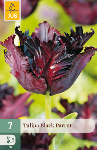 X   7 TULIPA BLACK PARROT