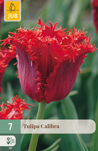 X   7 TULIPA CALIBRA