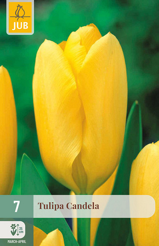 X   7 TULIPA CANDELA