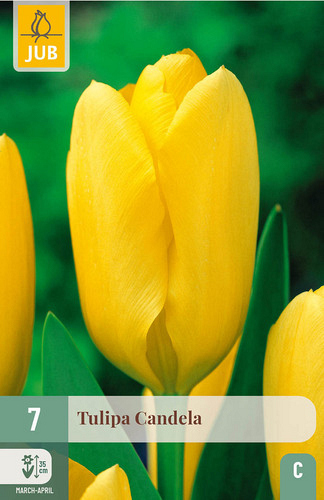 X   7 TULIPA CANDELA