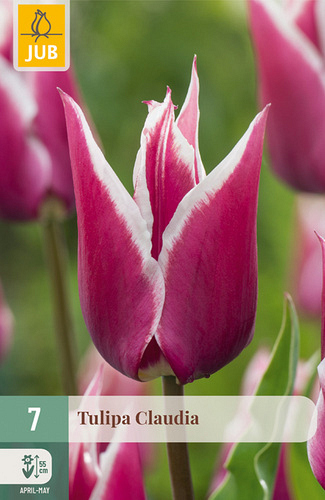 X   7 TULIPA CLAUDIA