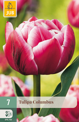 X   7 TULIPA COLUMBUS