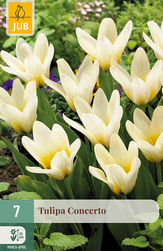 X   7 TULIPA CONCERTO