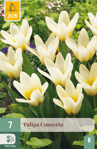X   7 TULIPA CONCERTO