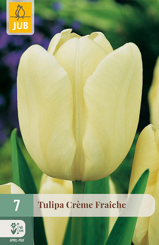 X   7 TULIPA CRÈME FRAÎCHE