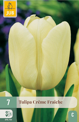 X   7 TULIPA CRÈME FRAÎCHE