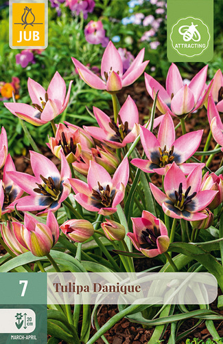 X   7 TULIPA DANIQUE