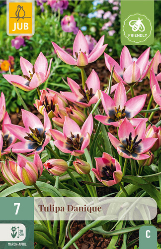X   7 TULIPA DANIQUE
