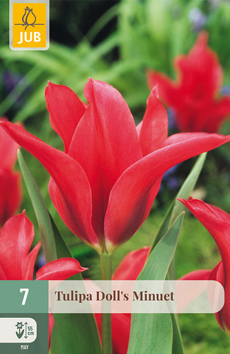 X   7 TULIPA DOLLS MINUET