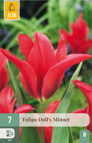X   7 TULIPA DOLLS MINUET
