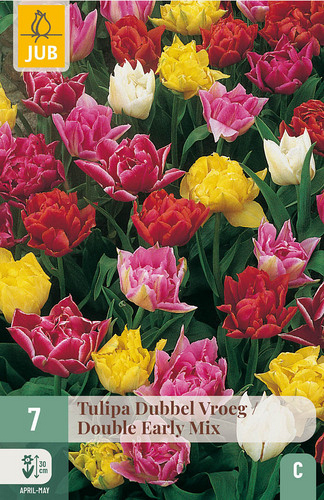 X   7 TULIPA DUBBEL VROEG MIX