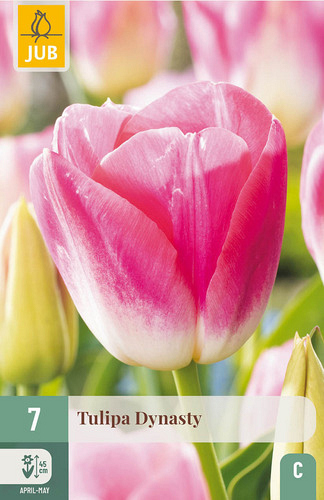 X   7 TULIPA DYNASTY