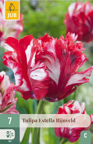 X   7 TULIPA ESTELLA RIJNVELD