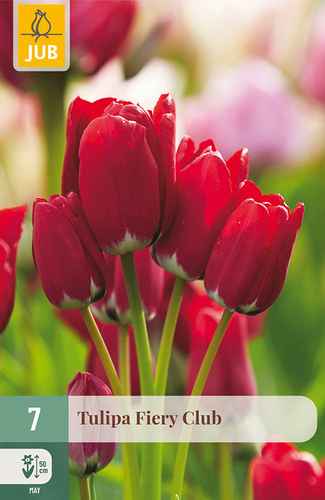 X   7 TULIPA FIERY CLUB