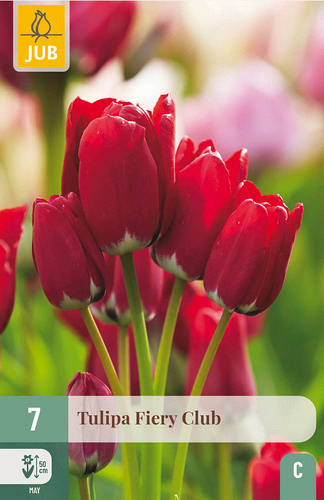 X   7 TULIPA FIERY CLUB
