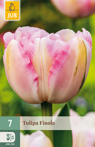 X   7 TULIPA FINOLA