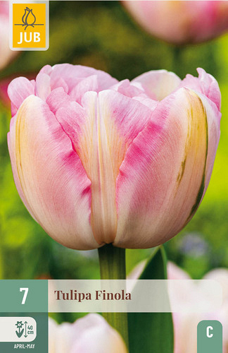 X   7 TULIPA FINOLA
