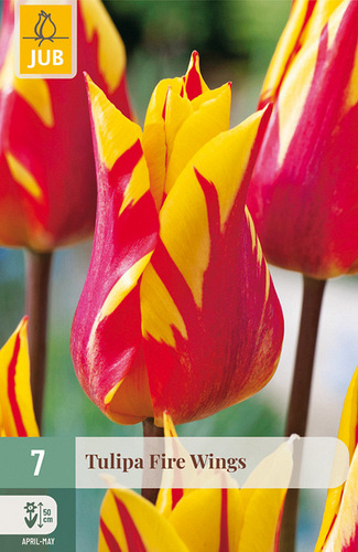 X   7 TULIPA FIRE WINGS