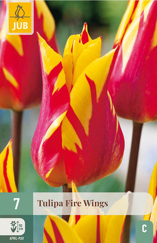 X   7 TULIPA FIRE WINGS