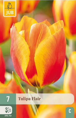 X   7 TULIPA FLAIR