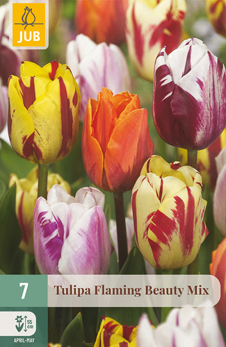 X   7 TULIPA FLAMING BEAUTY MIX