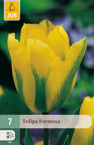 X   7 TULIPA FORMOSA