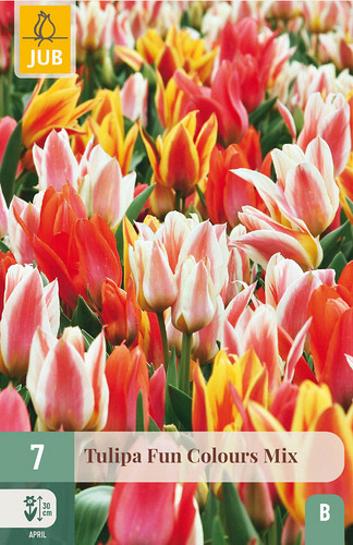 X   7 TULIPA FUN COLOURS