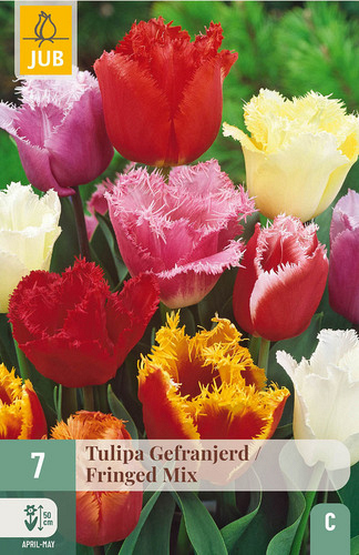 X   7 TULIPA GEFRANJERD MIX